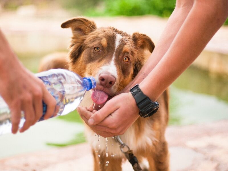 The Dos and Don’ts of Pet Care: Essential Tips for Responsible Pet Ownership