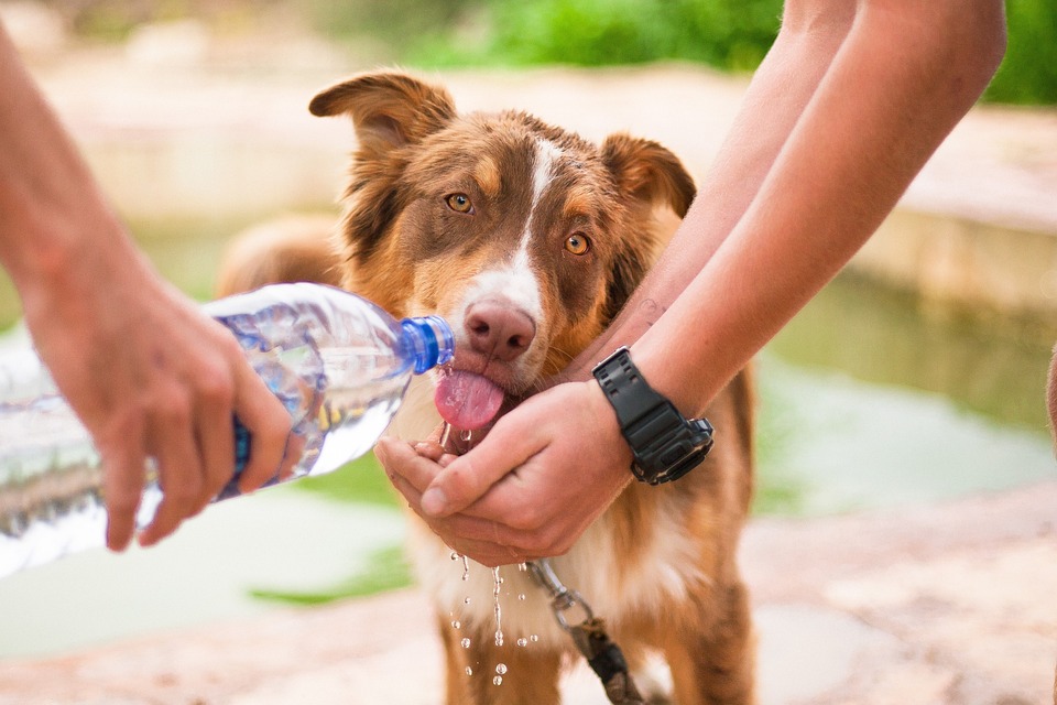 The Dos and Don’ts of Pet Care: Essential Tips for Responsible Pet Ownership