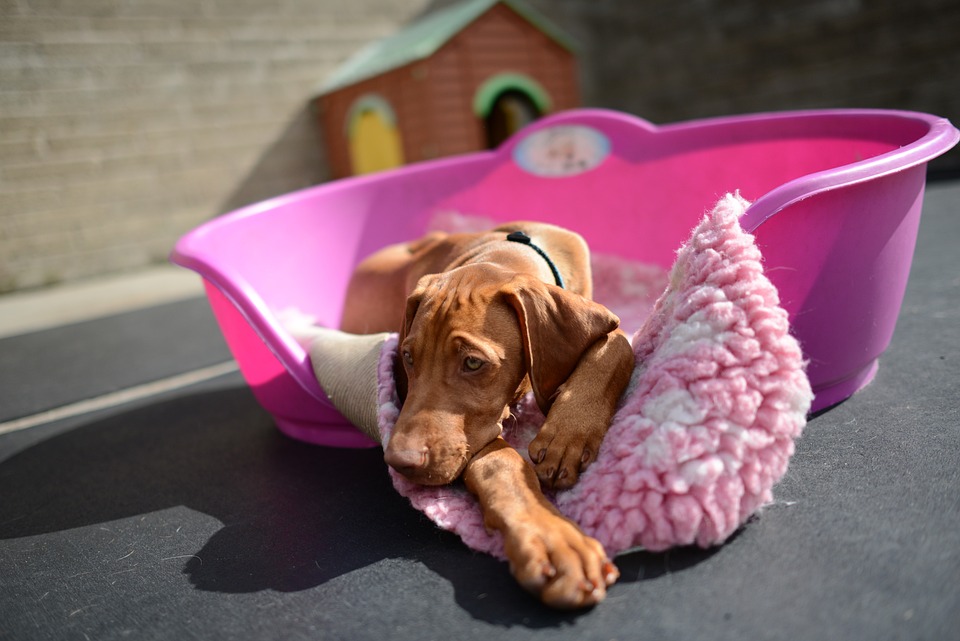 Proper Pet Care 101: Tips for Ensuring Your Pet’s Well-Being
