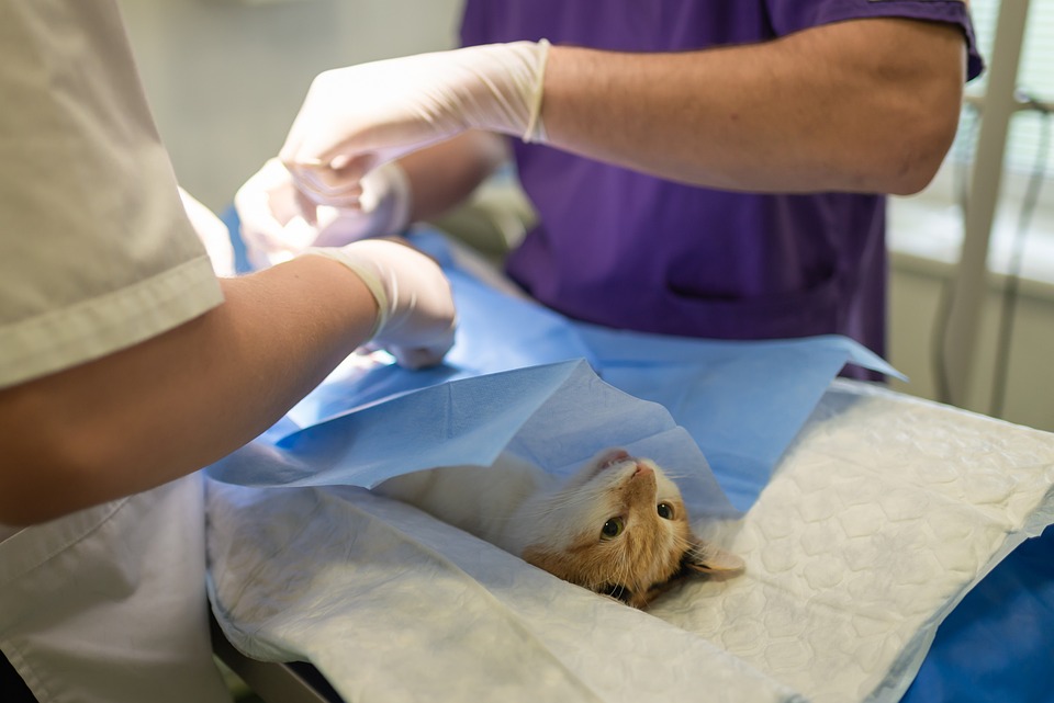 Grooming, Training, and Socialization: The Keys to Successful Pet Care