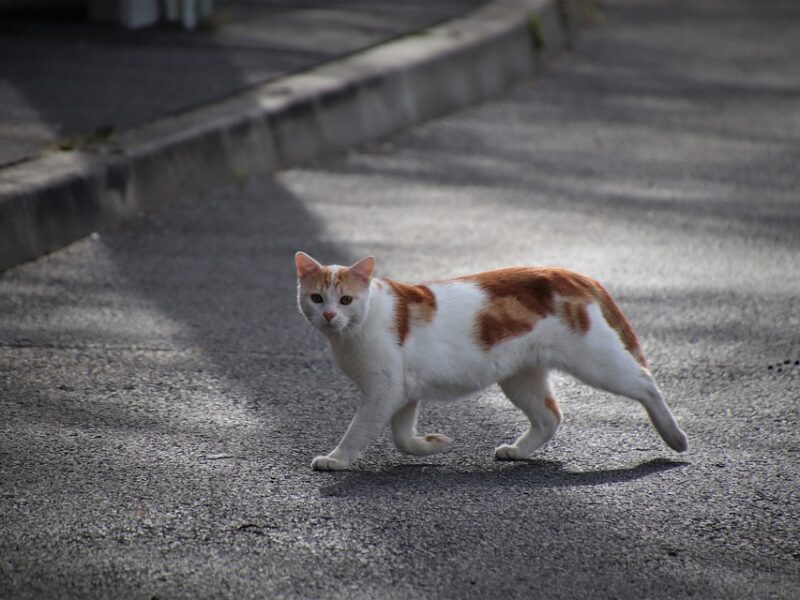 Proper Nutrition, Exercise, and Grooming: The Foundations of Good Pet Care