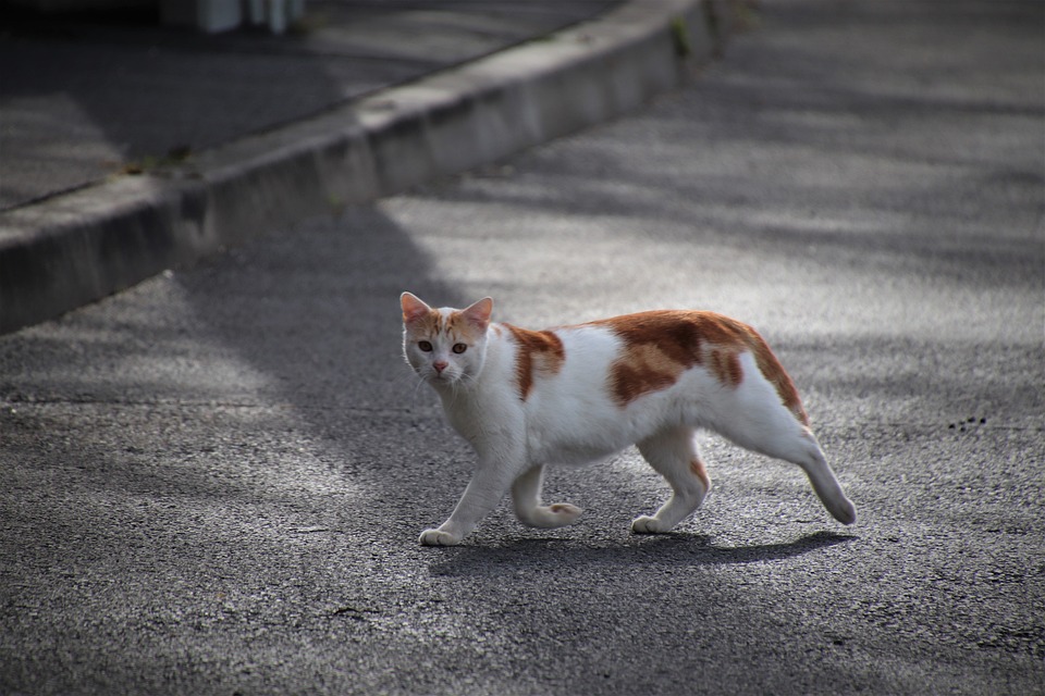 Proper Nutrition, Exercise, and Grooming: The Foundations of Good Pet Care