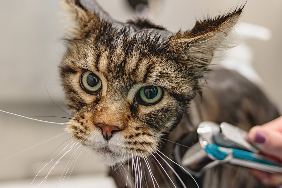 Grooming, Nutrition, and More: Tips for the Best Pet Care