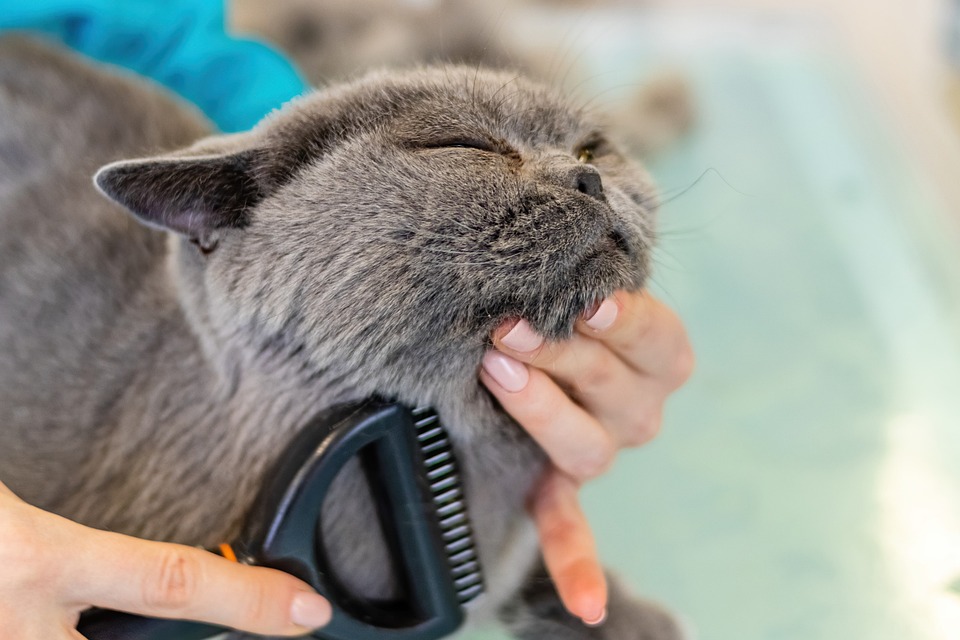 Pet Dental Care: Why It’s Important and How to Keep Your Pet’s Teeth Healthy