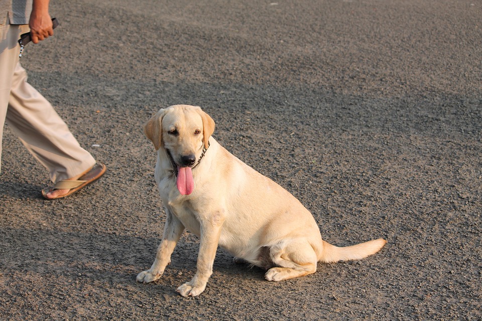 Expert-Approved Pet Care Tips for Your Four-Legged Family Members