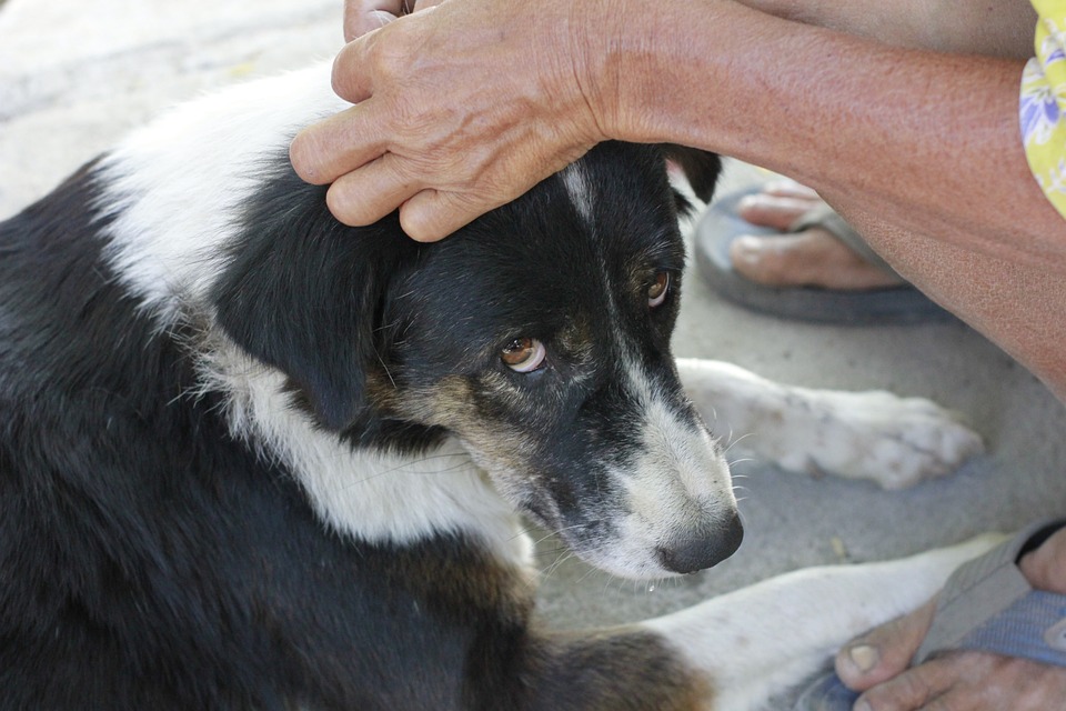 Veterinarian-Approved Pet Care Tips for a Long and Healthy Life