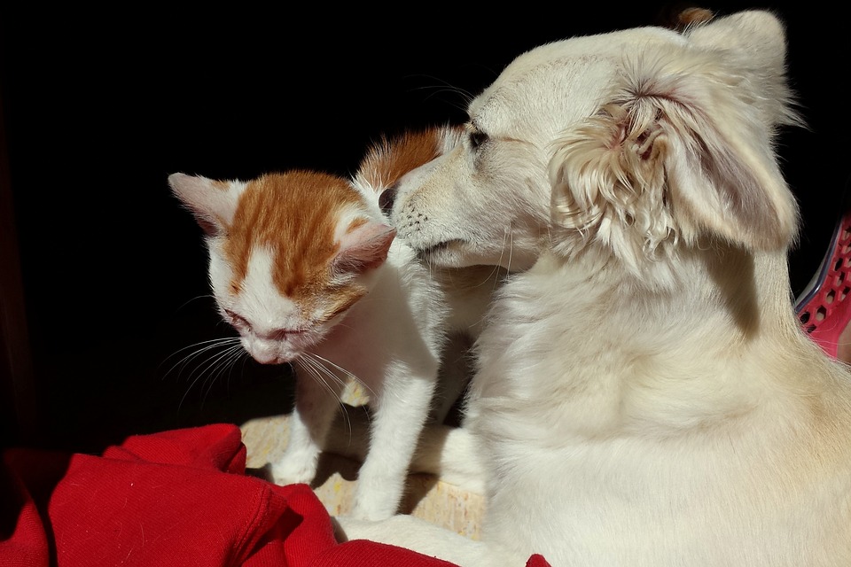 Expert Advice: How to Provide the Best Care for Your Furry Friend