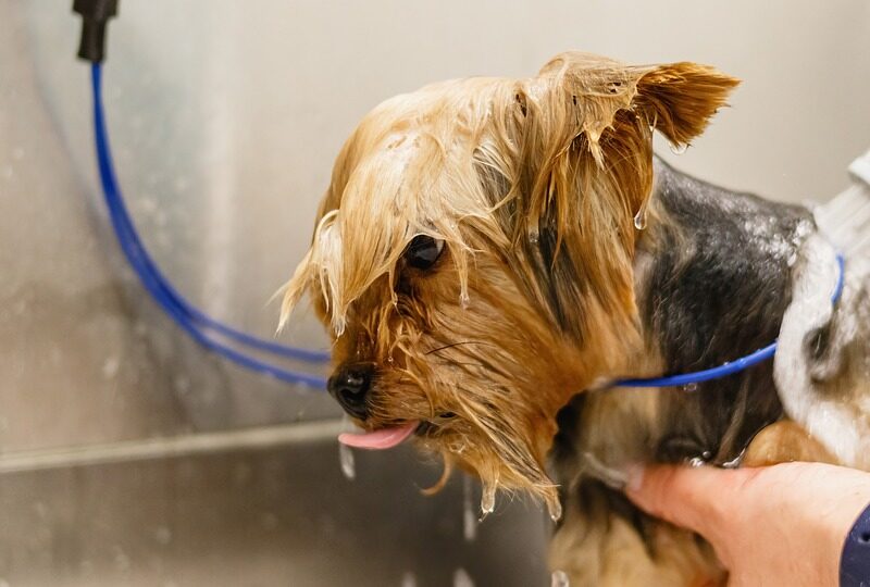 Keeping Your Furry Friends Happy and Healthy: Essential Pet Care Tips