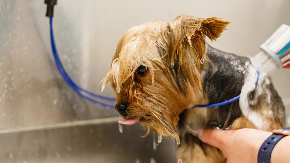 Keeping Your Furry Friends Happy and Healthy: Essential Pet Care Tips