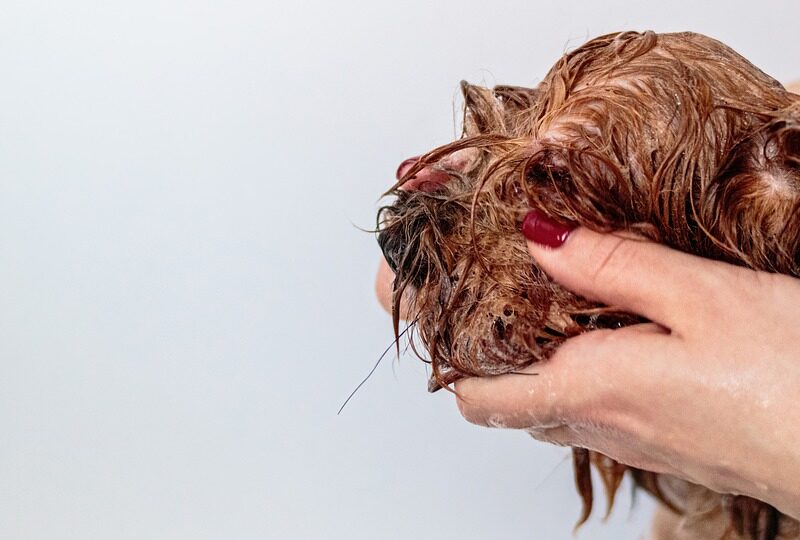 The Ultimate Guide to Grooming and Hygiene in Pet Care