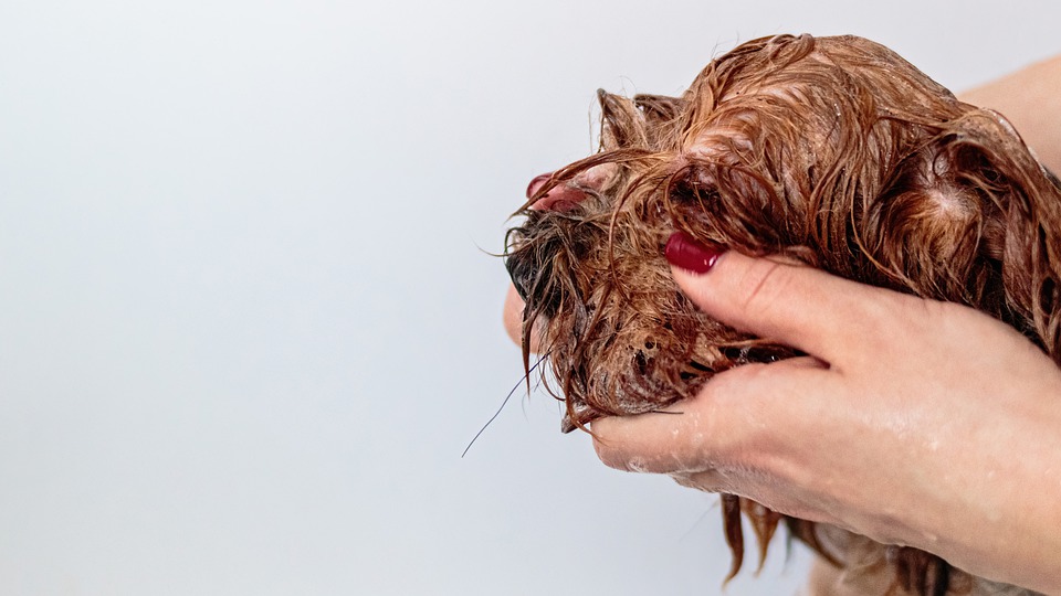 The Ultimate Guide to Grooming and Hygiene in Pet Care